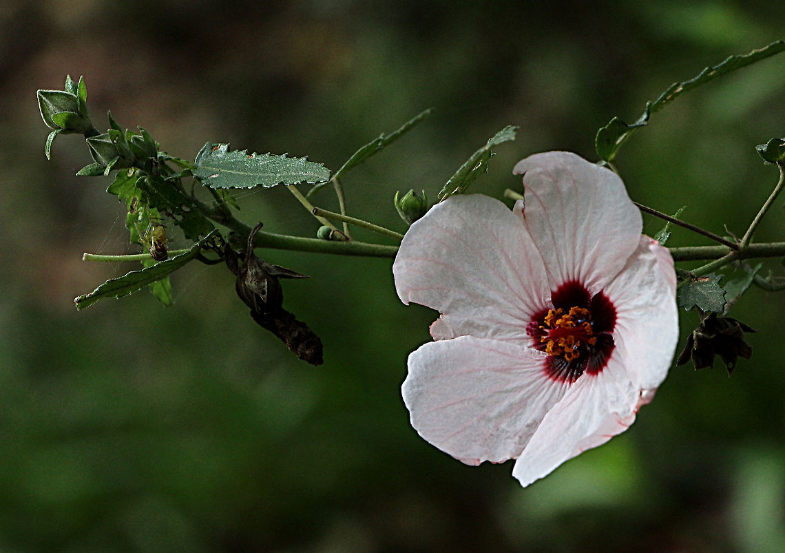 Native Rosella - Hibiscus heterophyllus  Australia,Geotagged,Hibiscus heterophyllus,Native rosella,Summer,Winter