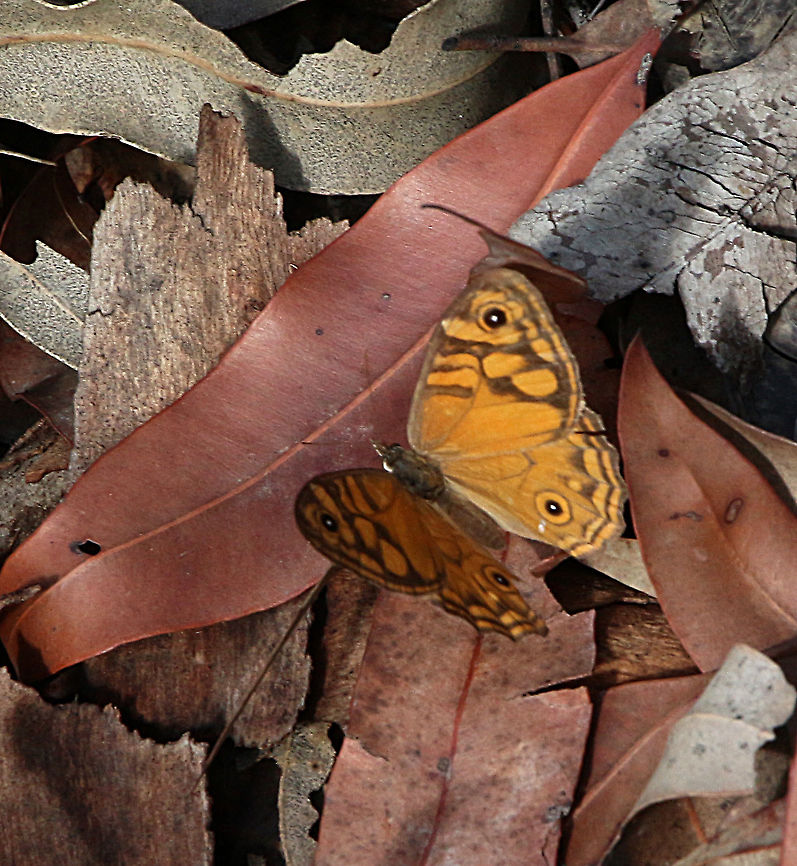 Common xenica - Geitoneura klugii  Australia,Eamw butterflies,Geitoneura klugii,Geotagged,Summer