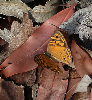 Common xenica - Geitoneura klugii  Australia,Eamw butterflies,Geitoneura klugii,Geotagged,Summer