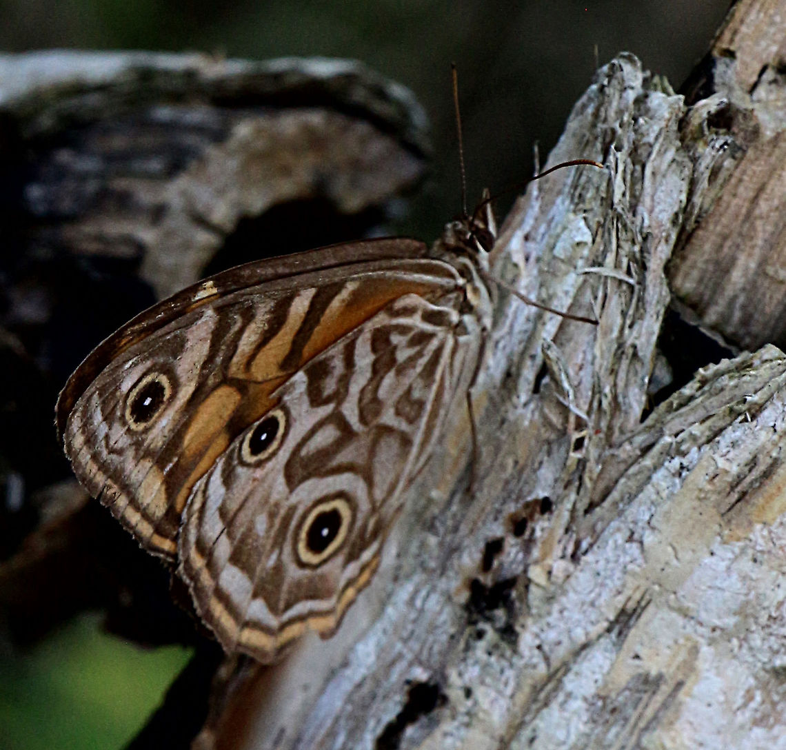 Common xenica, Australia  Australia,Eamw butterflies,Geitoneura klugii,Geotagged,Summer