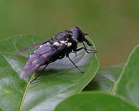 Scaptia guttata  Australia,Geotagged,Scaptia guttata,Summer