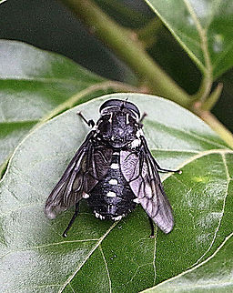 Scaptia guttata A species of horsefly approx size 20 mm ( and very annoying trying to get blood from you) Australia,Geotagged,Scaptia guttata,Summer