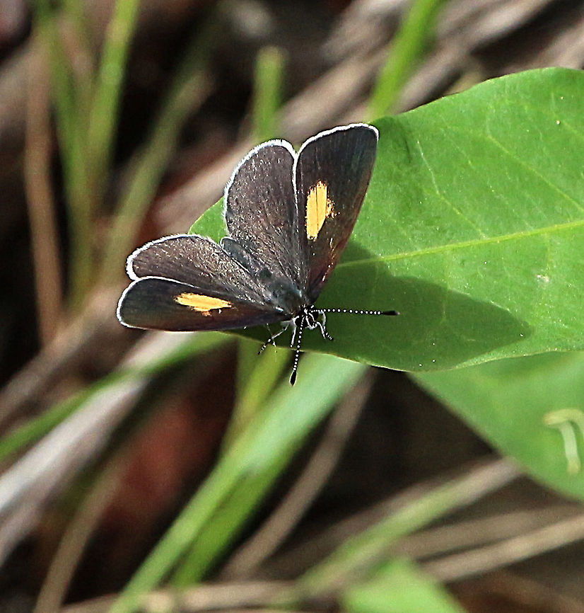 Yellow-spot blue- Candalides xanthospilos Very shy and weary. Australia,Candalides xanthospilos,Eamw butterflies,Geotagged,Summer