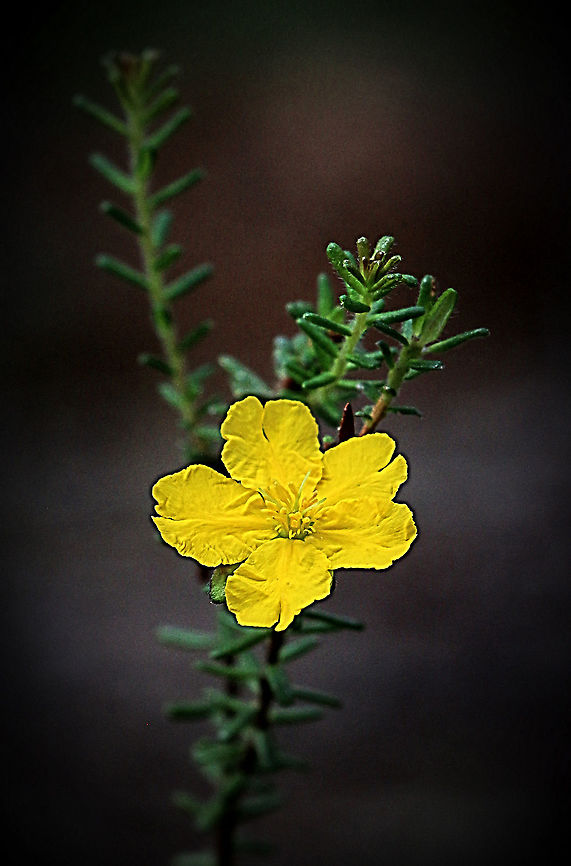 Stalked guinea flower - Hibbertia pedunculata  Australia,Geotagged,Hibbertia pedunculata,Summer