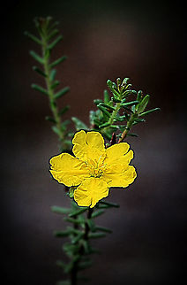 Stalked Guinea-flower