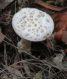 Unidentified species of genus Amanita fungi? Has very light pink gills Australia,Geotagged,Summer