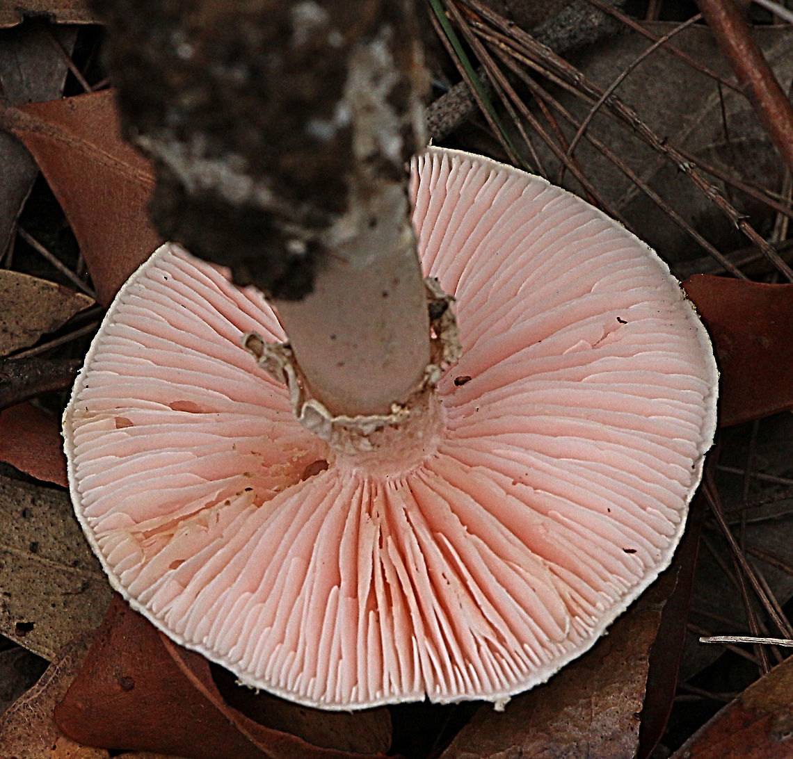 Underside of unidentified Amanita fungi.  Australia,Geotagged,Summer