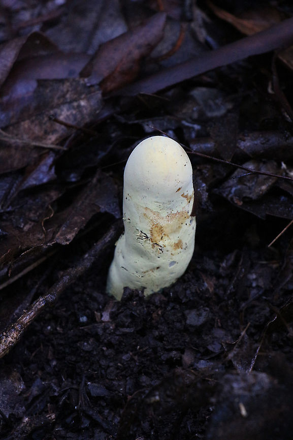 unidentified Club fungi  Australia,Geotagged,Summer