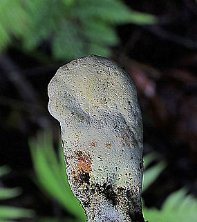 unidentified,possibly club fungi  Australia,Geotagged,Summer