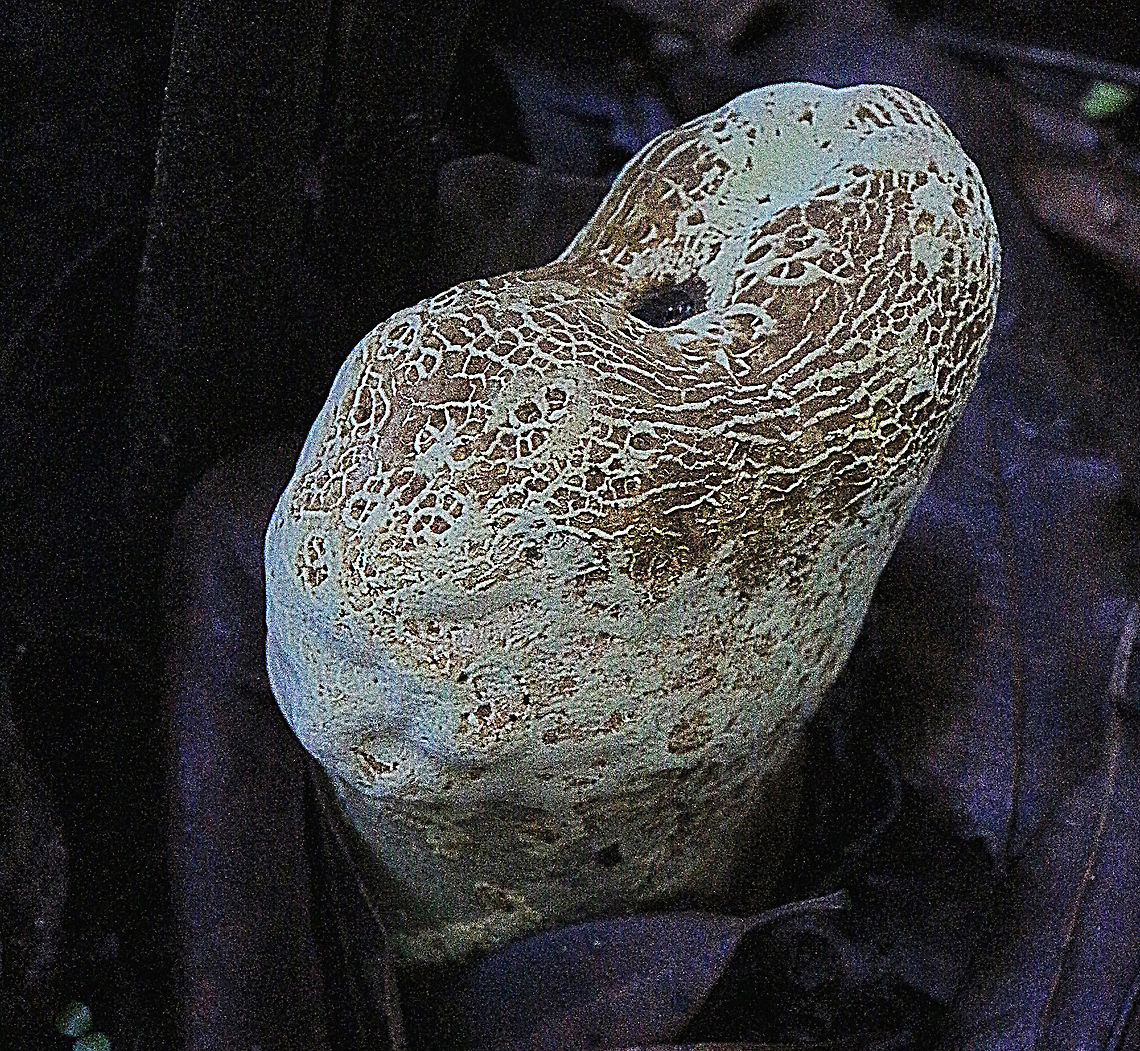 unidentified, possibly Club fungi  Australia,Geotagged,Summer