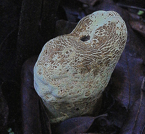 unidentified, possibly Club fungi  Australia,Geotagged,Summer