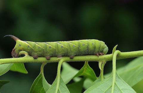 Convolvulushawk -moth caterpillar - Agrius convolvuli There is something not quite right with the Genus . 
This caterpillar is a bonus as I didn&rsquo;t search for it. When I had enough spottings and got into the car I found the caterpillar on my shirt sleeve. Lucky me. Agrius convolvuli,Agrius ew,Australia ew,Eamw caterpillars,Eamw moth,Hawks Nest NSW,March 2020,Nsw Aust
