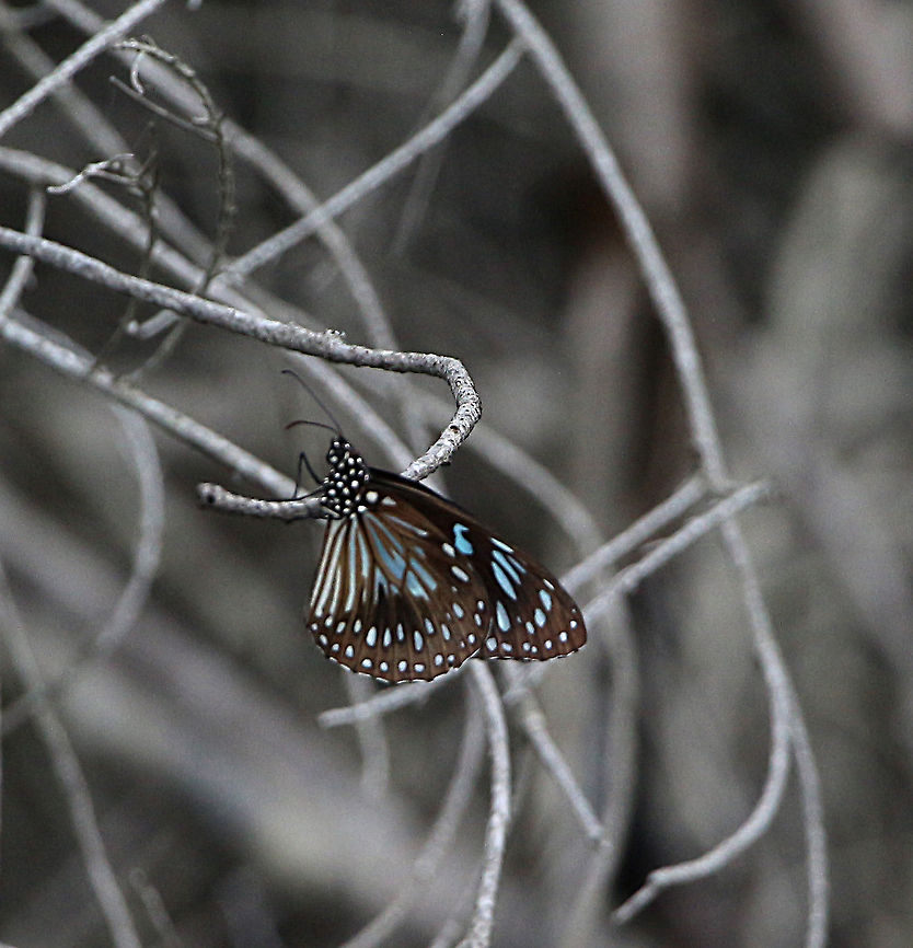 Blue Tiger- Tirumala hamata Not a common butterfly that far south along the east coast.  Australia,Blue Tiger,Geotagged,Summer,Tirumala hamata