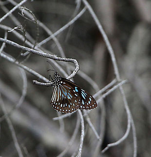 Blue Tiger- Tirumala hamata Not a common butterfly that far south along the east coast.  Australia,Blue Tiger,Geotagged,Summer,Tirumala hamata