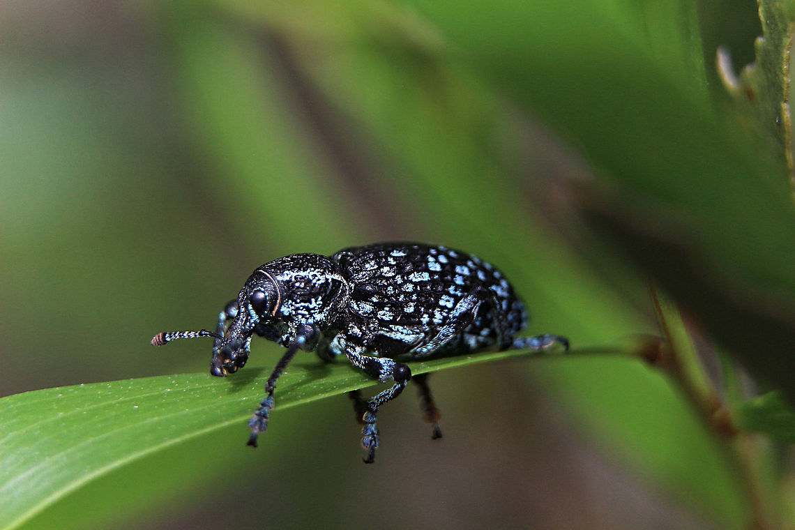 Botany Bay weevil - Chrysolopus spectabilis Found three today and they were all smaller then usual also the most blue I have ever seen them. Australia,Chrysolopus spectabilis,Geotagged,Summer