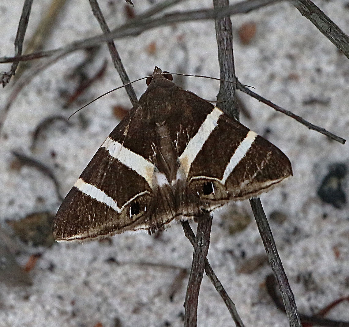 Grammodes oculata  Eamw moth,Grammodes ew,Grammodes oculata