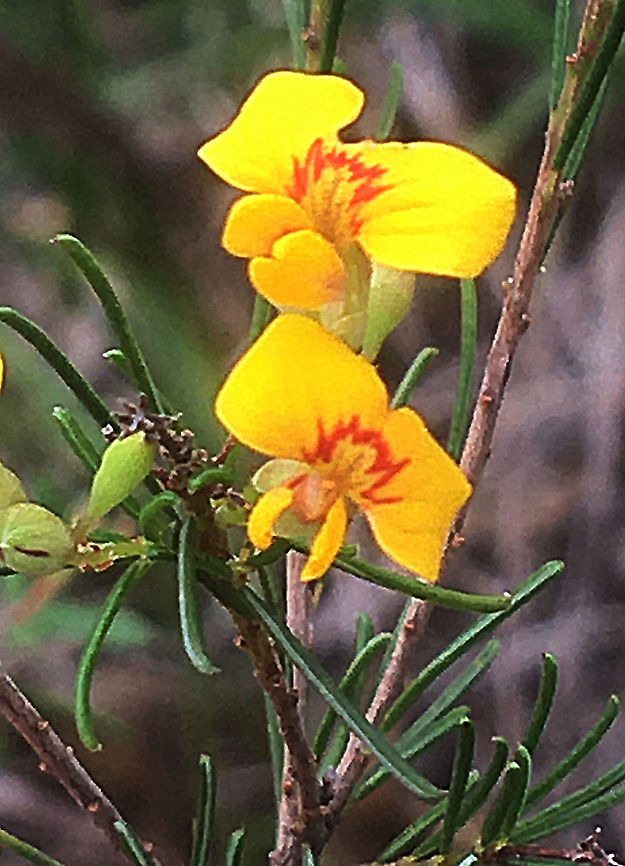 Dillwynia elegans  Australia,Dillwynia elegans,Geotagged,Summer