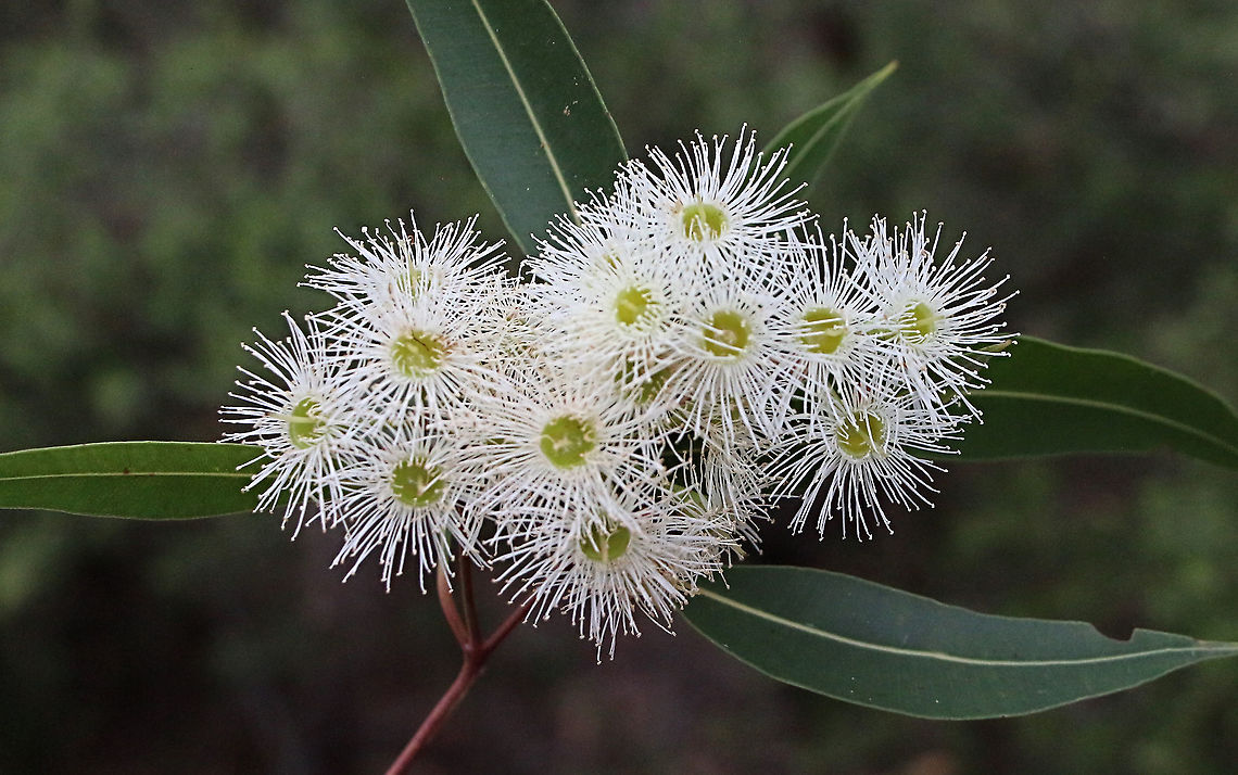 Narrow-Leaved red ironbark - Eucalyptus creba  Australia,Eucalyptus crebra,Geotagged,Narrow-leaved ironbark,Summer