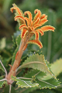 Banksia regrows. The time is right to start regrowth to form another flower Some times we only see the flowers but are not aware of the beauty before that event.  Australia,Banksia serrata,Geotagged,Saw banksia,Summer