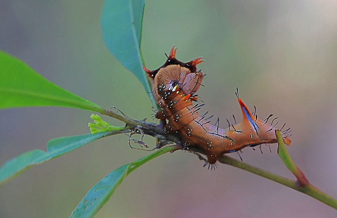 Wattle moth caterpillar - Neola semiaurata Found feeding on hop bush species ( Dodonaea sp. ) Australia ew,Eamw caterpillars,Eamw moth,March 2020,NSW Tea Gardens,Neola ew,Neola semiaurata,Nsw Aust,Wattle moth