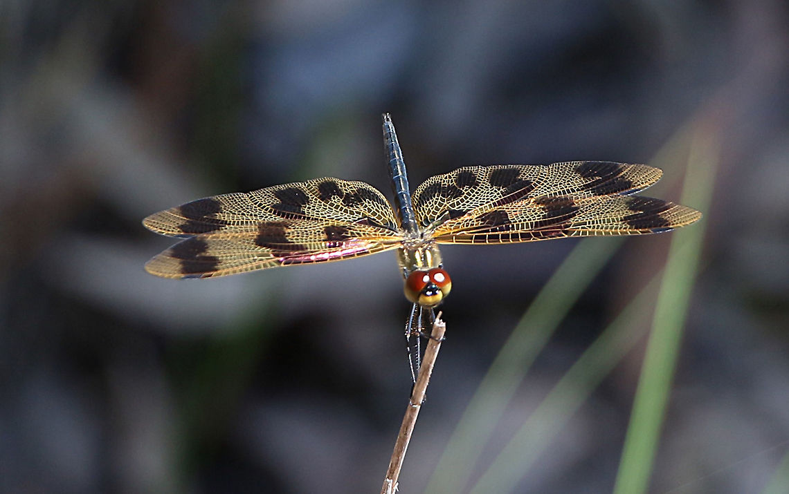 Graphic fluttered - Rhyothemis graphiptera Found on a bush pathway ,quiet a distance from any waterbody. Australia,Banded flutterer dragonfly,Eamw dragonflies,Geotagged,NSW Tea Gardens,Rhyothemis graphiptera,Summer