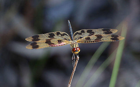 Graphic fluttered - Rhyothemis graphiptera Found on a bush pathway ,quiet a distance from any waterbody. Australia,Banded flutterer dragonfly,Eamw dragonflies,Geotagged,NSW Tea Gardens,Rhyothemis graphiptera,Summer