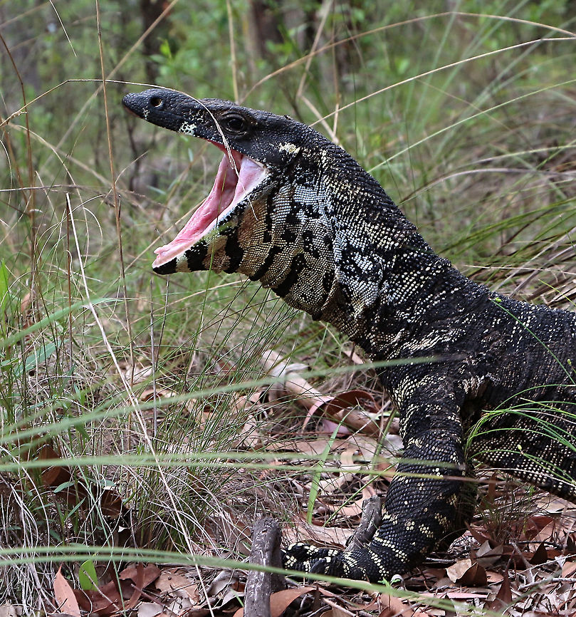 Lace Monitor - Varanus varius I asked if I could move the grass out of its face ,but I was given a clear no don&rsquo;t.<br />
 Australia,Geotagged,Lace monitor,Summer,Varanus varius