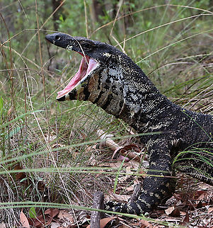 Lace Monitor - Varanus varius I asked if I could move the grass out of its face ,but I was given a clear no don&rsquo;t.
 Australia,Geotagged,Lace monitor,Summer,Varanus varius