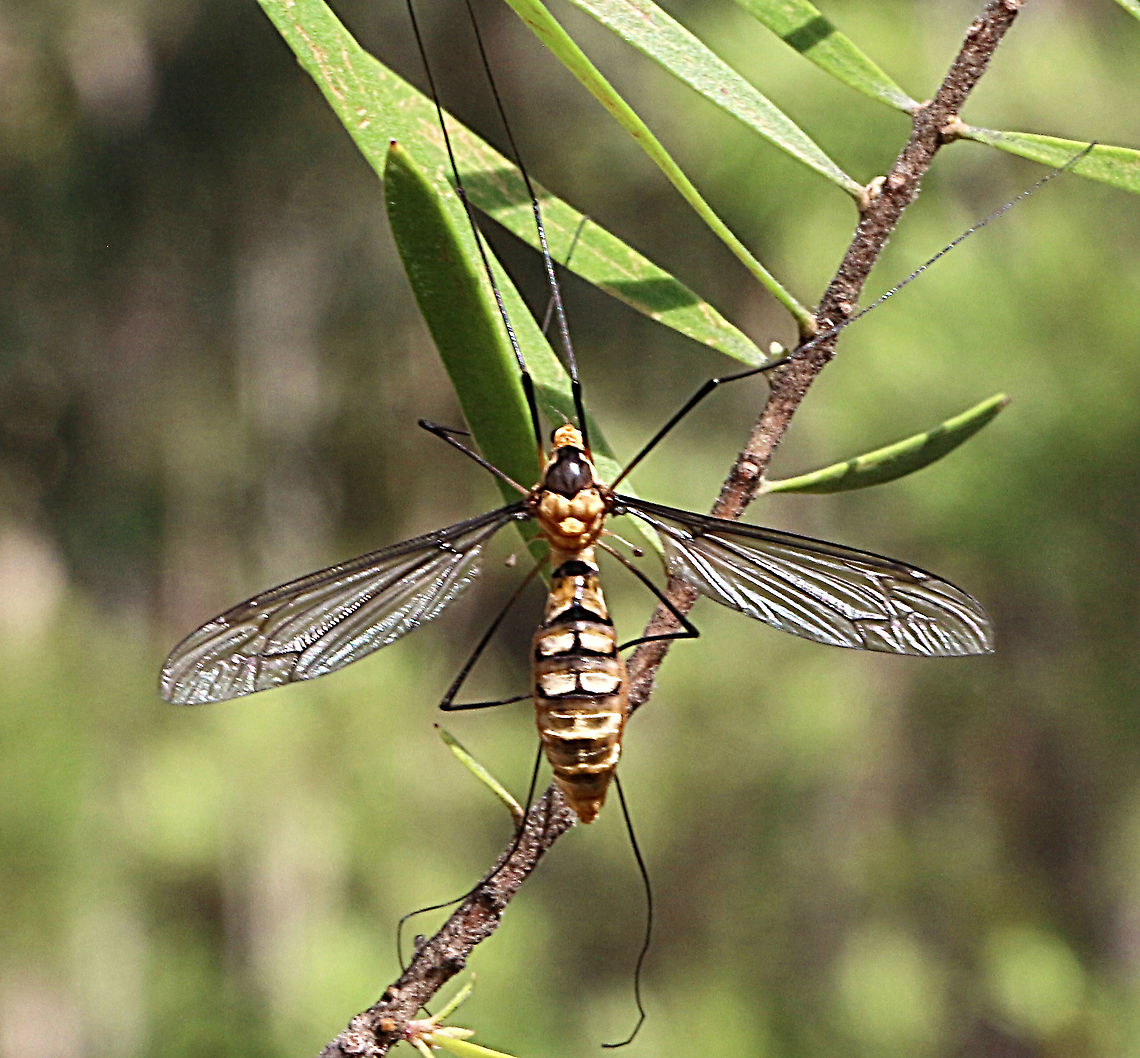 Crane fly - Leptotarsus clavatus  Australia,Geotagged,Leptotarsus clavatus,Summer