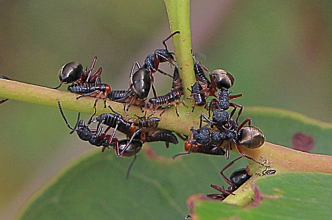 Gumtree hopper nymphs being tended to by ants  ( none are identified) There are about 9 or 10 hopper nymphs in the photo Australia,Geotagged,Summer