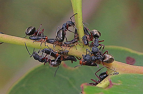 Gumtree hopper nymphs being tended to by ants  ( none are identified) There are about 9 or 10 hopper nymphs in the photo Australia,Geotagged,Summer