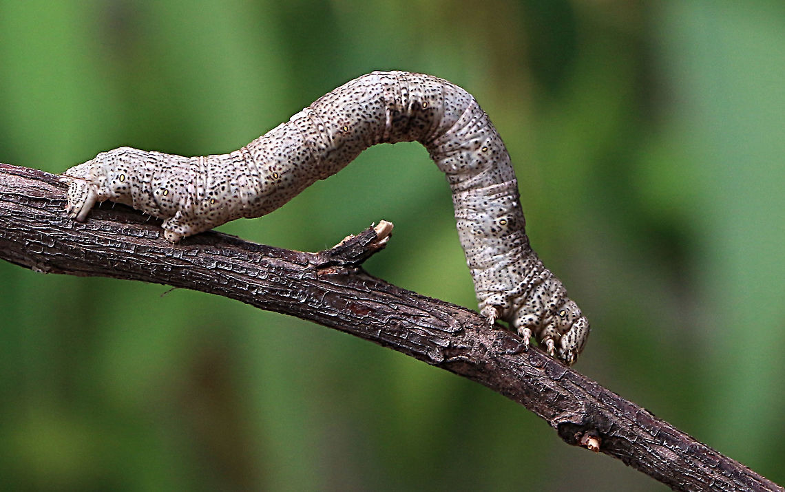 Unidentified moth caterpillar feeding on Acacia longifolia Body length approx 50 mm Australia,Eamw caterpillars,Eamw moth,Geotagged,Summer,unidentified