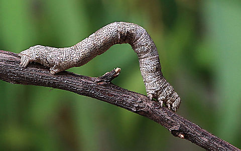 Unidentified moth caterpillar feeding on Acacia longifolia Body length approx 50 mm Australia,Eamw caterpillars,Eamw moth,Geotagged,Summer,unidentified