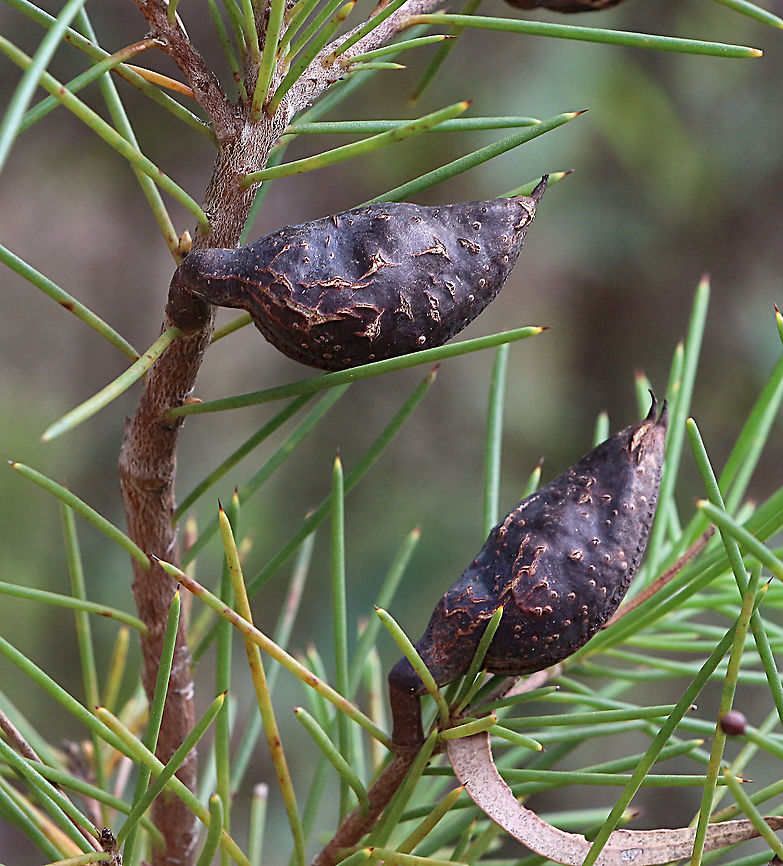 Silky hakea Hakea sericea The seedpods are extremely hard and will open up during the hot season and sometimes bushfires will make them open up and disperse 2 seeds per seedpod. Australia,Geotagged,Hakea sericea,Summer