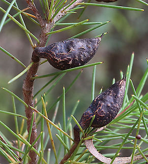 Silky hakea Hakea sericea The seedpods are extremely hard and will open up during the hot season and sometimes bushfires will make them open up and disperse 2 seeds per seedpod. Australia,Geotagged,Hakea sericea,Summer