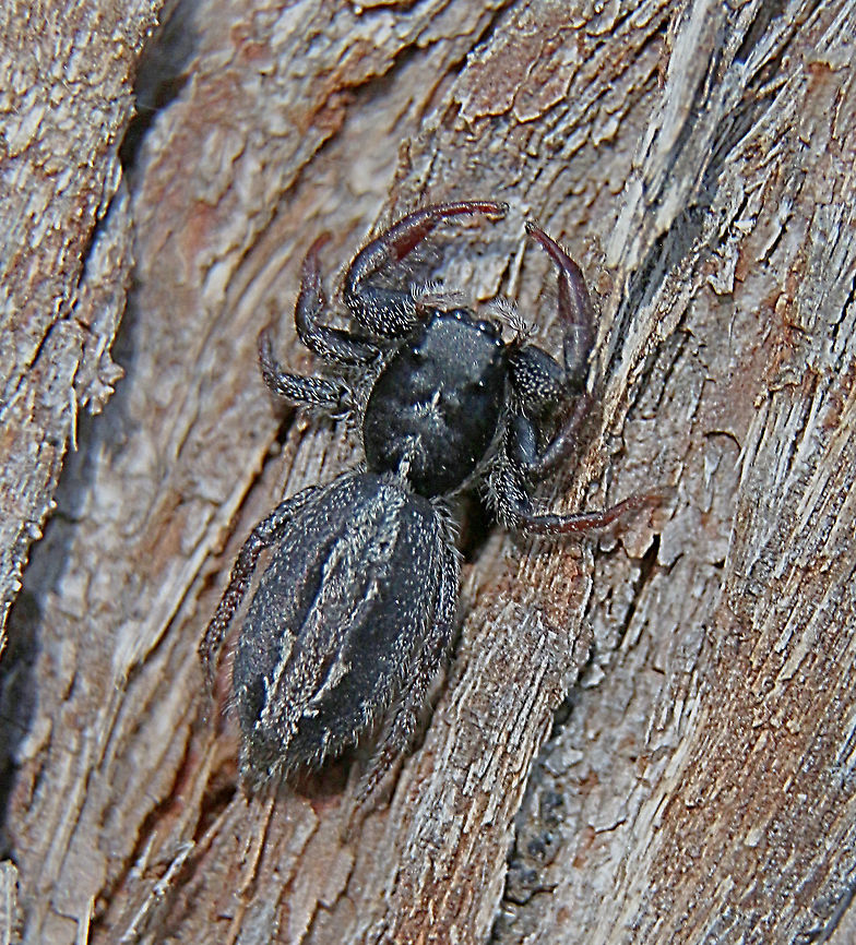 White-striped Ocrisiona - Ocrisiona leucocomis  Australia,Eamw spiders,Geotagged,Ocrisiona leucocomis,Summer,White-striped Ocrisiona