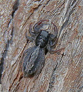 White-striped Ocrisiona - Ocrisiona leucocomis  Australia,Eamw spiders,Geotagged,Ocrisiona leucocomis,Summer,White-striped Ocrisiona