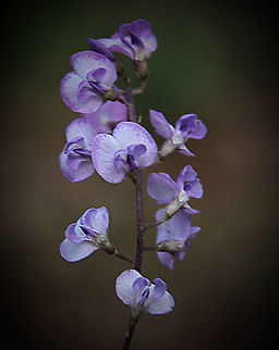 Unidentified species of Hovea ?  Australia,Geotagged,Summer