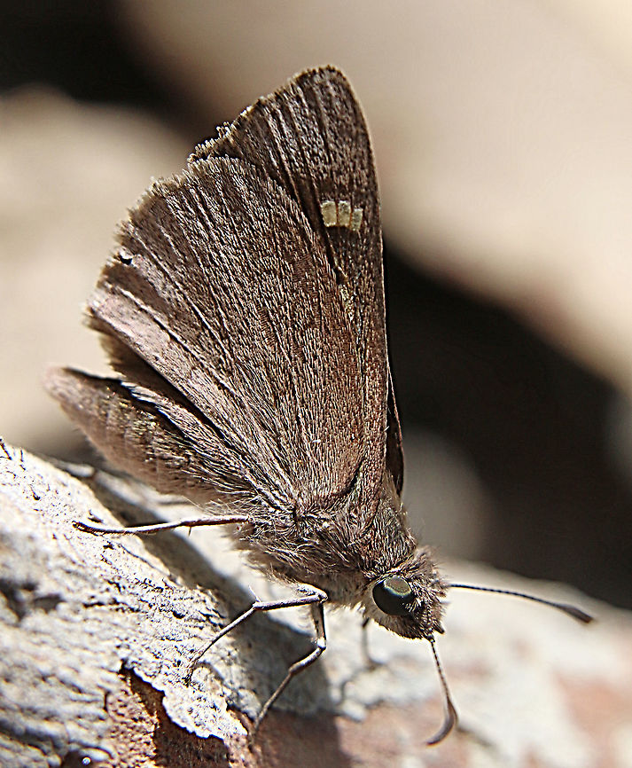 Large dingy skipper - Toxidia peron  Australia,Eamw butterflies,Geotagged,Large dingy skipper,Summer,Toxidia peron,eamw skippers