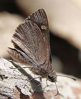 Large dingy skipper - Toxidia peron  Australia,Eamw butterflies,Geotagged,Large dingy skipper,Summer,Toxidia peron,eamw skippers