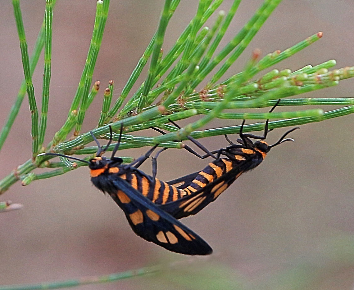 Amata nigriceps Localy it is called sometimes -Tiger moth or Wasp moth. Amana nigriceps,Amata ew,Amata nigriceps,Australia,Eamw moth,Geotagged,Summer
