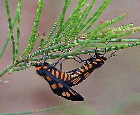 Amata nigriceps Localy it is called sometimes -Tiger moth or Wasp moth. Amana nigriceps,Amata ew,Amata nigriceps,Australia,Eamw moth,Geotagged,Summer