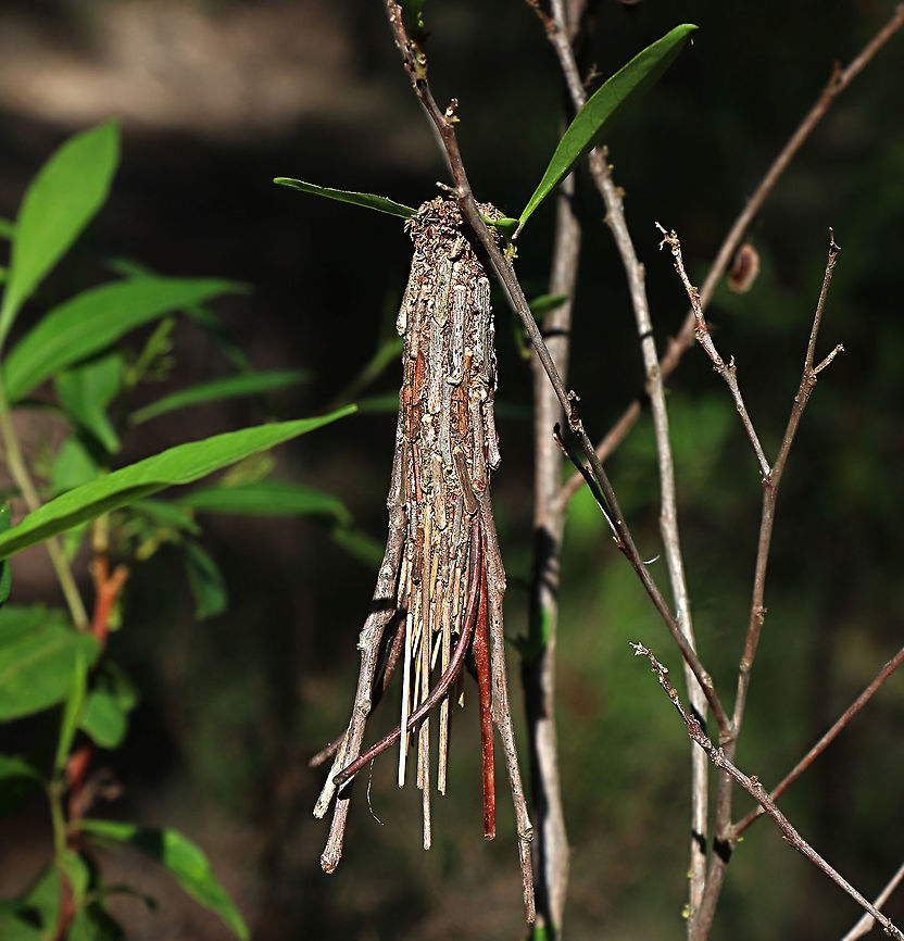 Saunders‘case moth  cocoon - Metura elongatus Caterpillars of Saunders&lsquo;case moth can be found feeding on several plant species. This caterpillar is feeding on Dodonaea leaves  and has used the little twigs of the plant to build it&rsquo;s cocoon. Amata,Australia,Case moth,Eamw case,Eamw moth,Geotagged,Metura elongatus,NSW Tea Gardens,Saunders' case moth,Summer