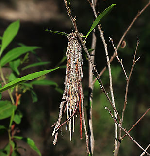 Saunders‘case moth  cocoon - Metura elongatus Caterpillars of Saunders‘case moth can be found feeding on several plant species. This caterpillar is feeding on Dodonaea leaves  and has used the little twigs of the plant to build it’s cocoon. Amata,Australia,Case moth,Eamw case,Eamw moth,Geotagged,Metura elongatus,NSW Tea Gardens,Saunders' case moth,Summer