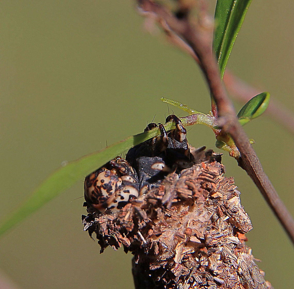 Saunders‘case moth - Metura elongatus Found the cocoon in a Dodonaea shrub and observed the caterpillar feeding on Dodonaea leaves. In the Image the Head only popped out just enough to reach a leaf. Me just touching the scrub was enough for it to retreat very quickly and shut the opening. When the opening is shut it is impossible to open it without causing damage. The caterpillar must use its feet to hold it shut. Australia,Eamw case moth,Eamw caterpillars,Eamw moth,Geotagged,Metura,Metura elongatus,Saunders' case moth,summer