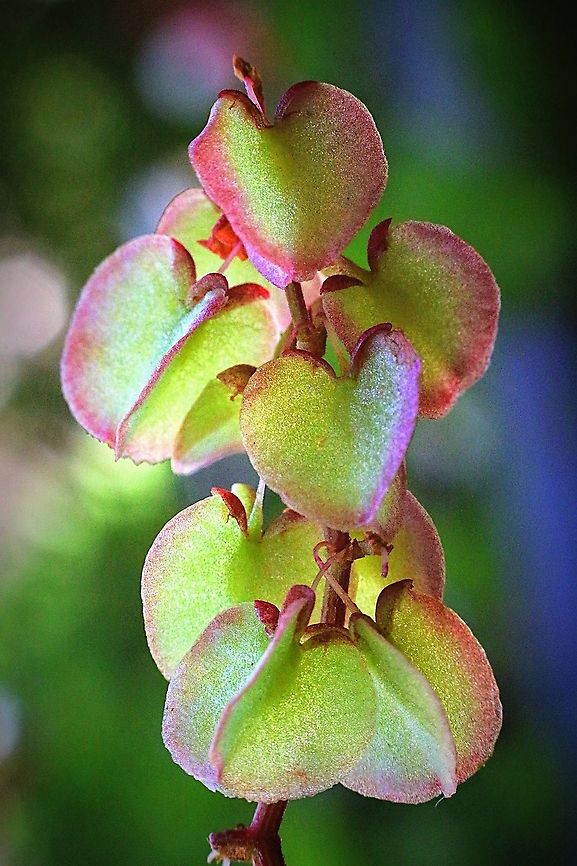 Dodonaea viscosa (t seed pods or capsules )  Australia,Dodonaea viscosa,Geotagged