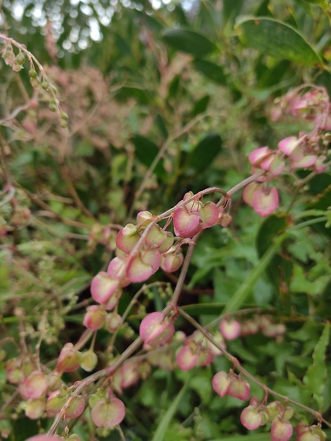 Dodonaea viscosa Growing on a coastal sand dune. Dodonaea viscosa is listed as a suitable plant for stabilisation of sand dunes.  Australia,Dodonaea viscosa,Fall,Geotagged