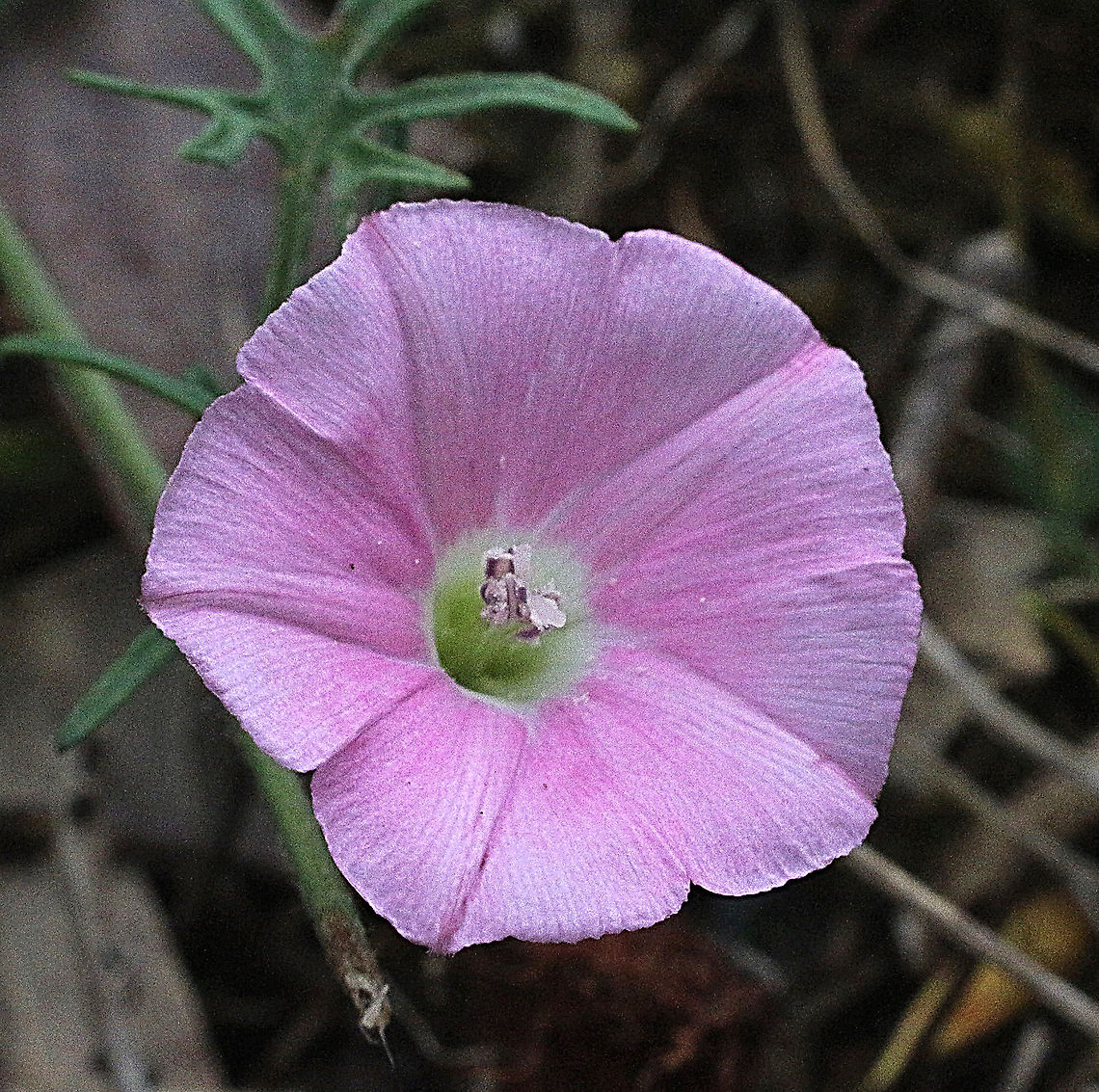Convolvulus angustissimus  Convolvulus angustissimus