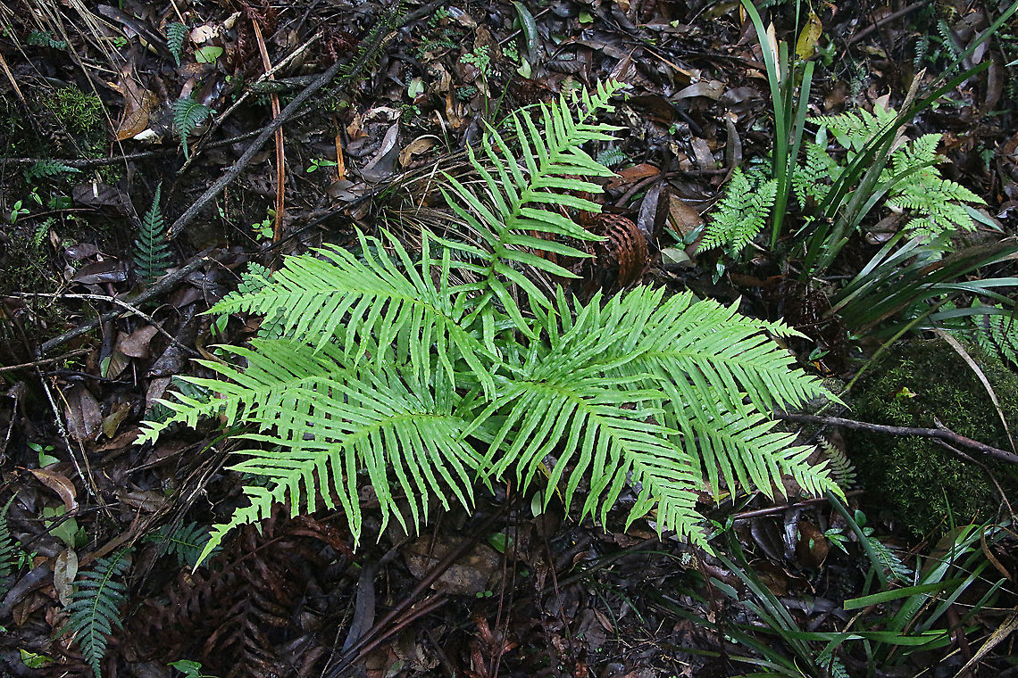 Unidentified species of fern of Barrington Tops National Park NSW Australia I tried hard to find some info ,all I can say that it might be Pteris vittata  but I am not sure. There is not much info on Australian ferns. Australia,Geotagged,Summer