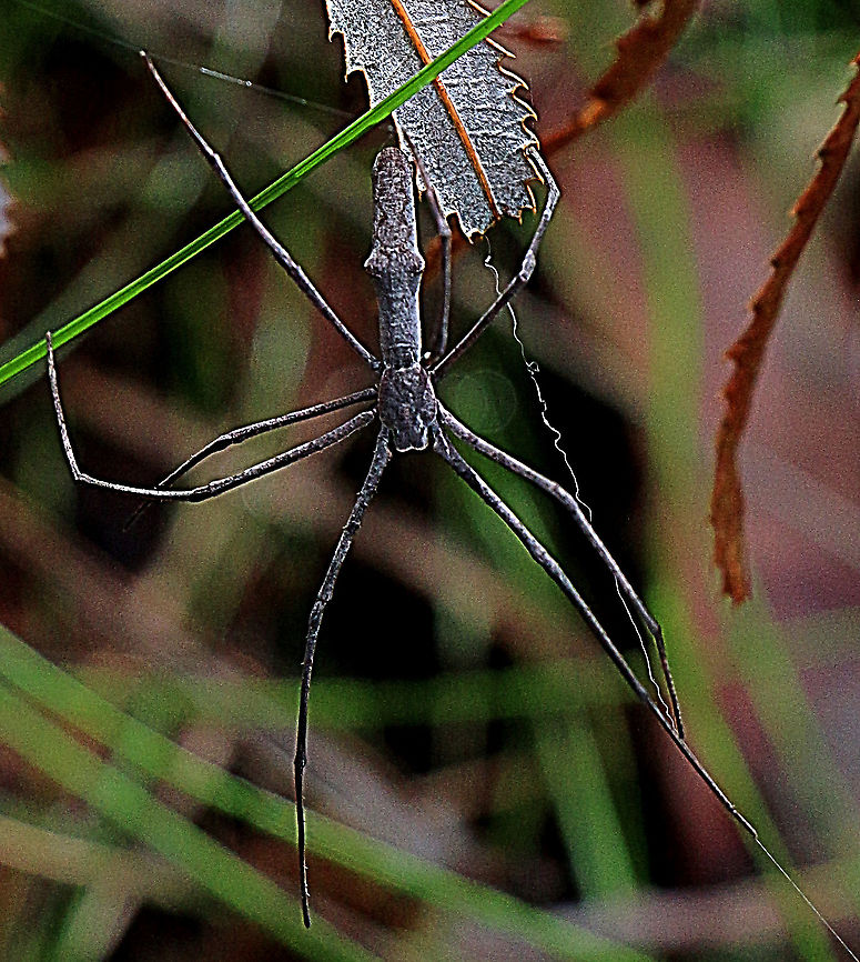 Common net-casting spider - Deinopis ravidus Common Net-casting Spider - Deinopis ravidus (as per Brisbane  Australia,Common net-casting spider,Deinopis ravida,Geotagged,Summer